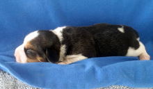 Martina Boy 1 Side 1 week